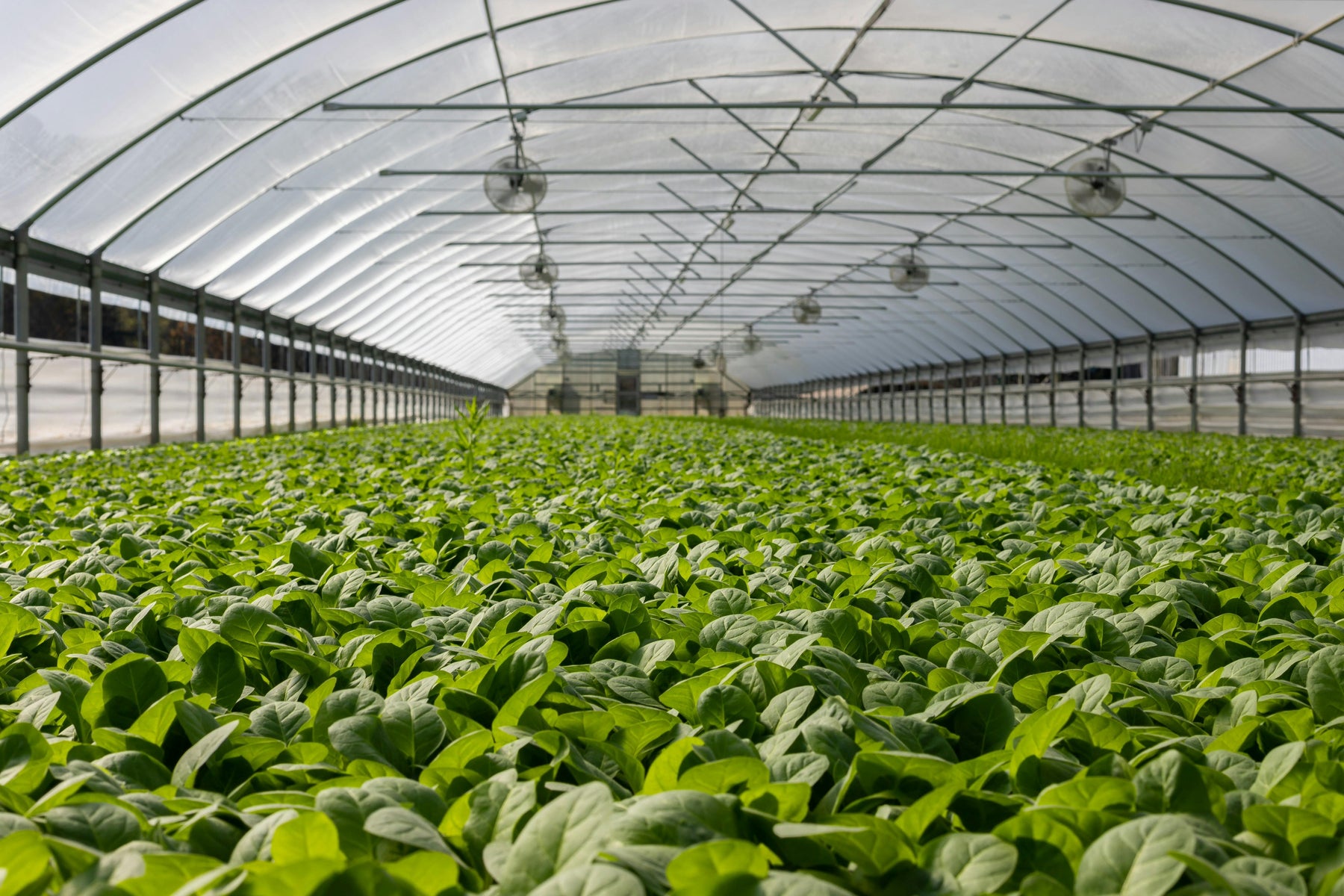 best american made greenhouse