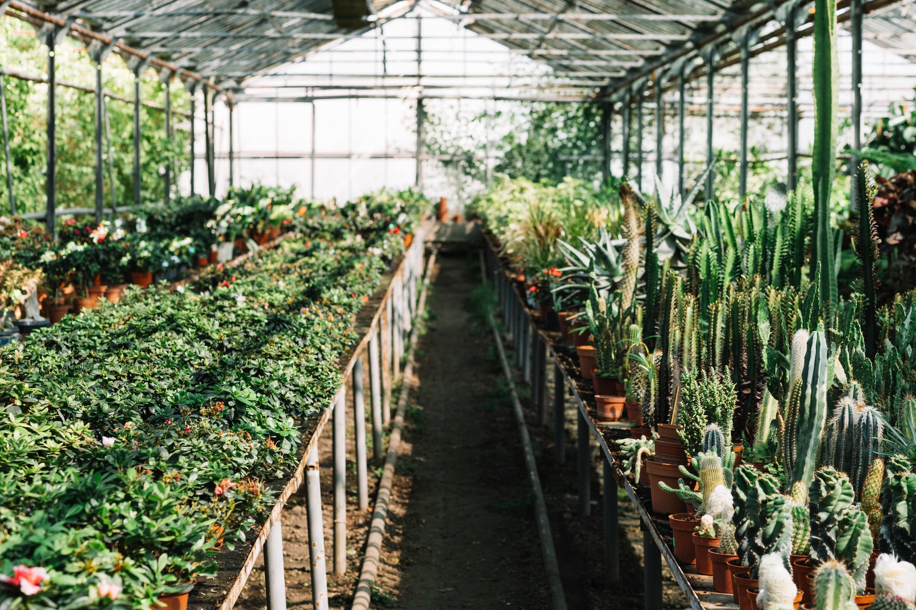 best indoor greenhouse