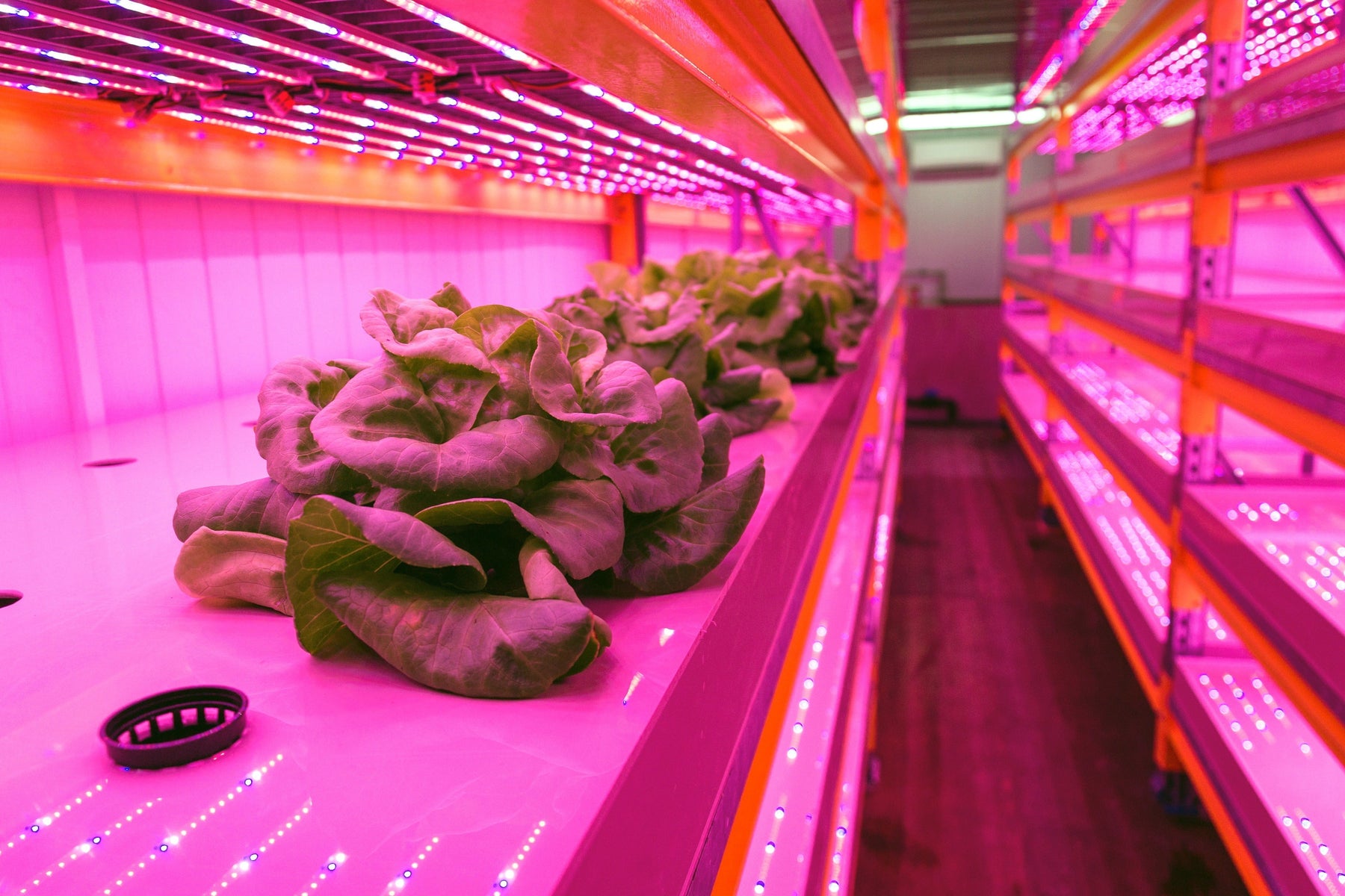 do you need grow lights in a greenhouse
