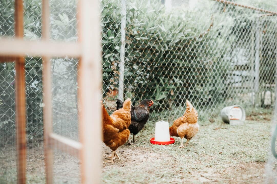 How to Clean a Chicken Coop (Step-by-Step for a Healthy Flock)