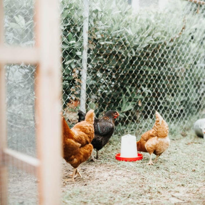 How to Clean a Chicken Coop (Step-by-Step for a Healthy Flock)