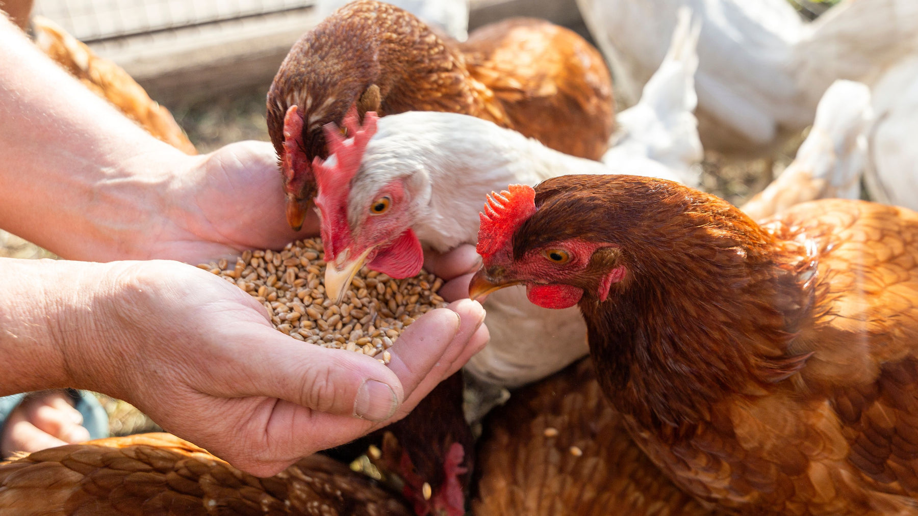 Understanding Sustainability Labels for Homesteaders