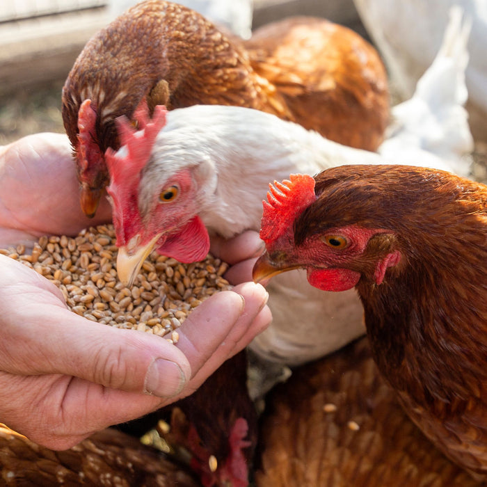 Understanding Sustainability Labels for Homesteaders