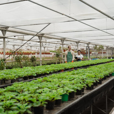 How to Start a Profitable Greenhouse Side Business