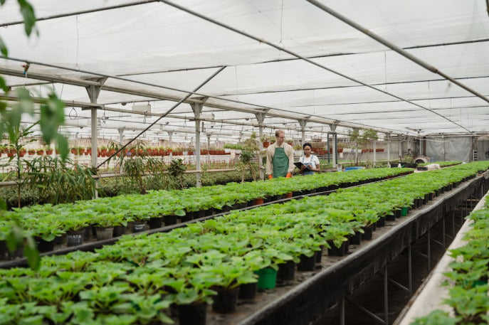 How to Start a Profitable Greenhouse Side Business