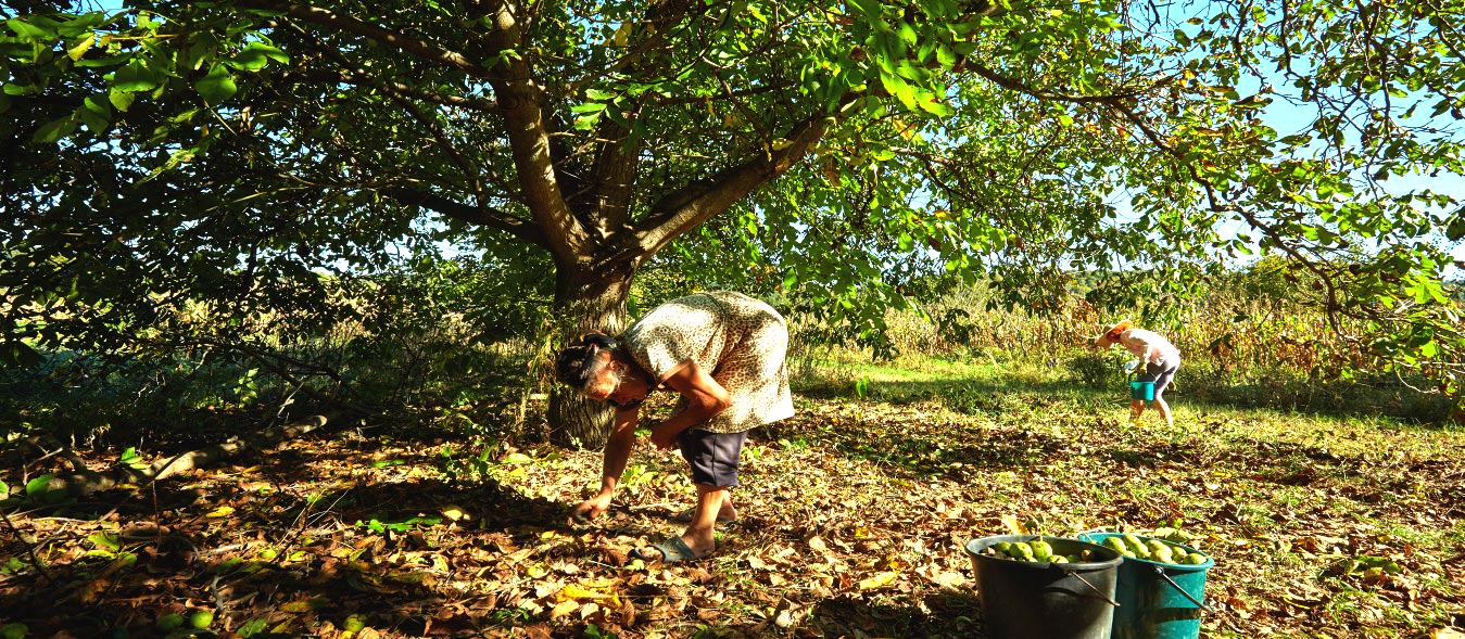 How to Care for Trees on Your Homestead Year Round