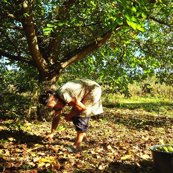 How to Care for Trees on Your Homestead Year Round