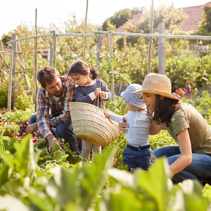 4 Key Focus Areas for Homesteaders Supporting a Growing Family
