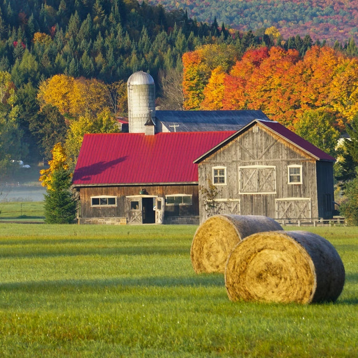 Barn and round hay bales in a field during autumn