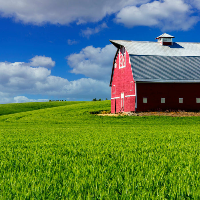 barn vs shed  