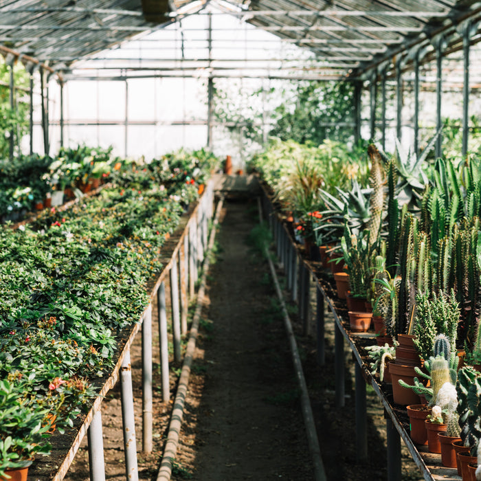 best indoor greenhouse 