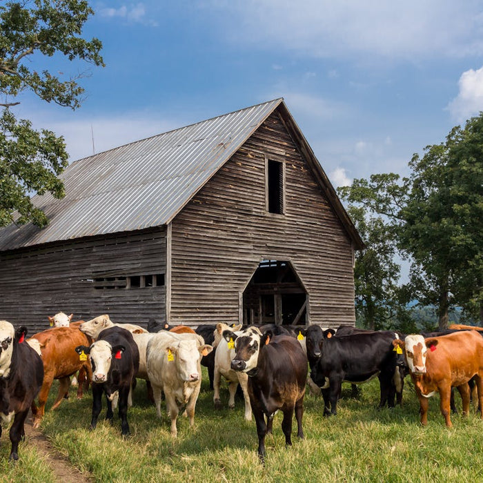 Practical Tools and Strategies for Managing a Homestead Efficiently