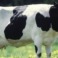 Black and white dairy cow standing in a green pasture