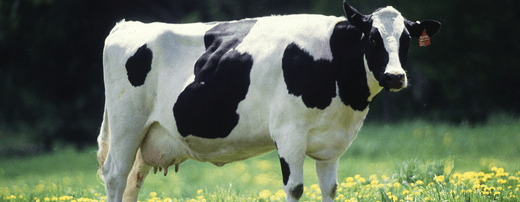 Black and white dairy cow standing in a green pasture