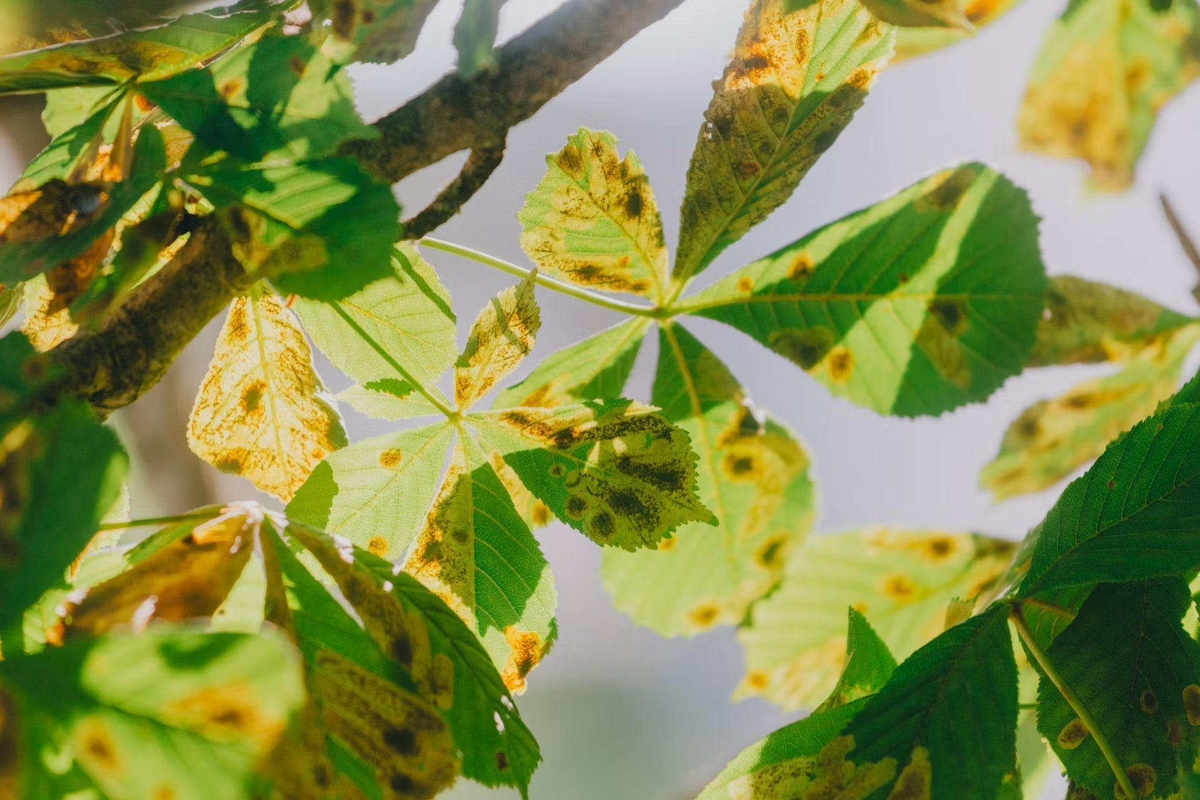 Tree leaves showing yellow and brown disease damage