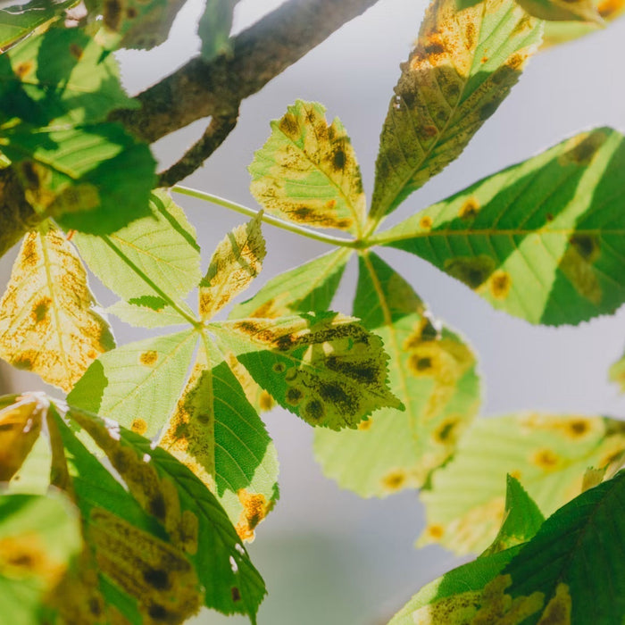 Tree leaves showing yellow and brown disease damage