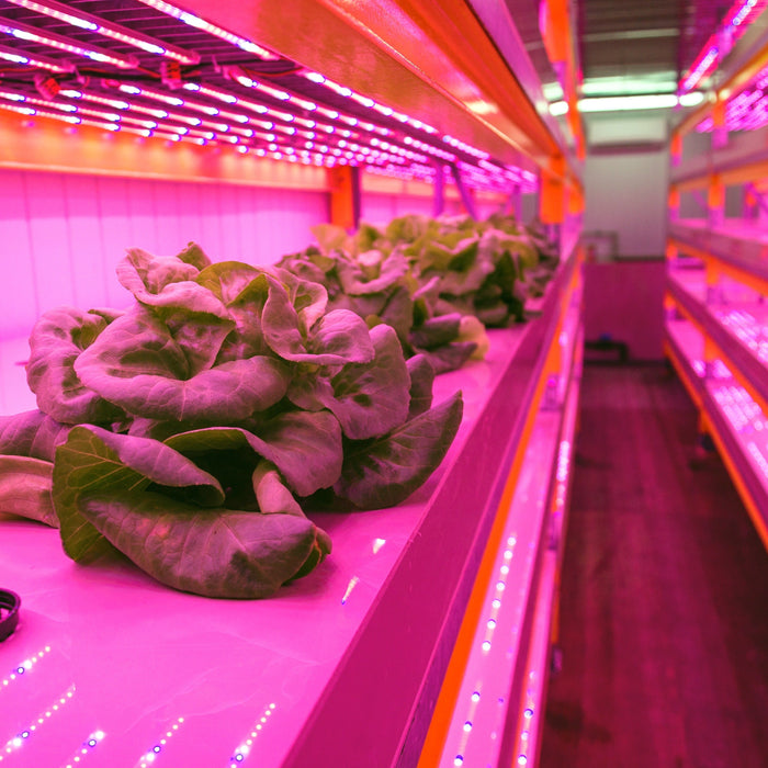 do you need grow lights in a greenhouse