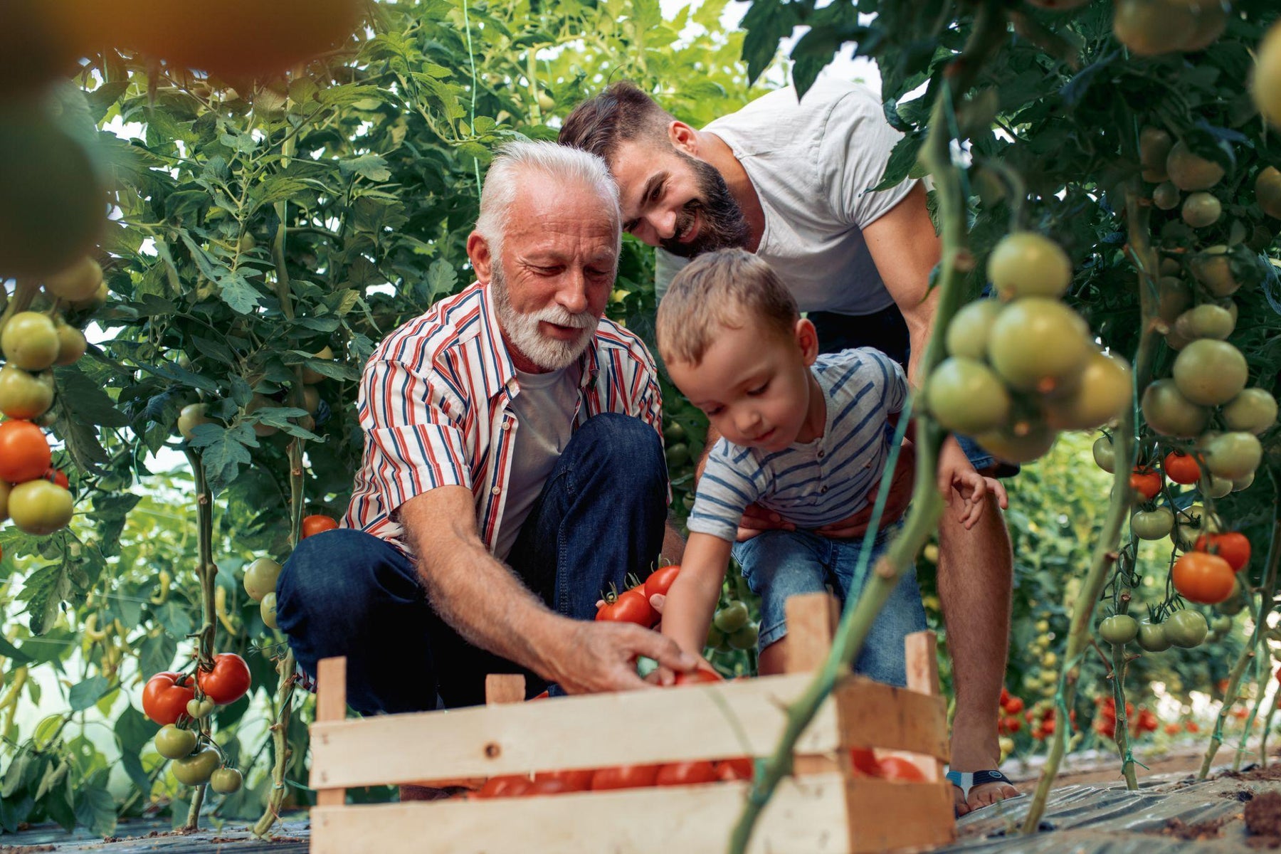 Family picking tomatoes together in a garden