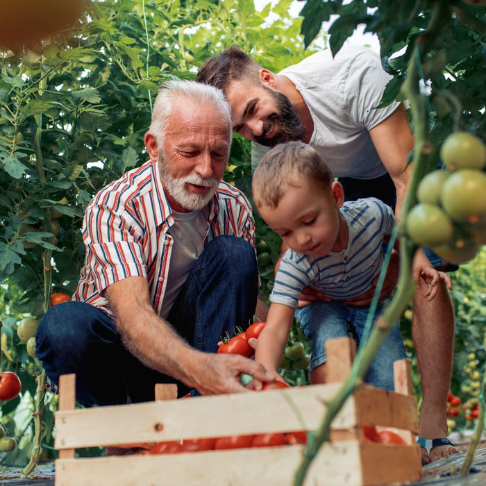 Family picking tomatoes together in a garden