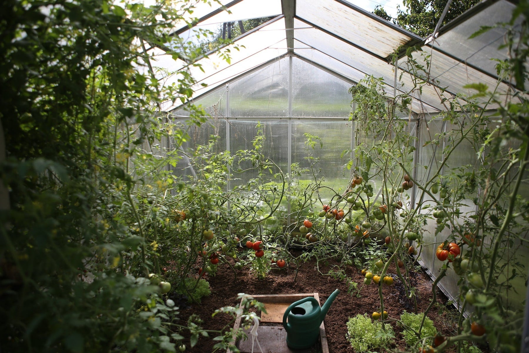 Tomato plants growing inside a greenhouse