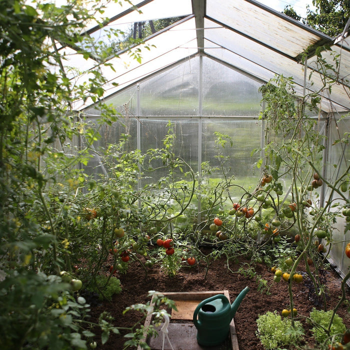 Tomato plants growing inside a greenhouse
