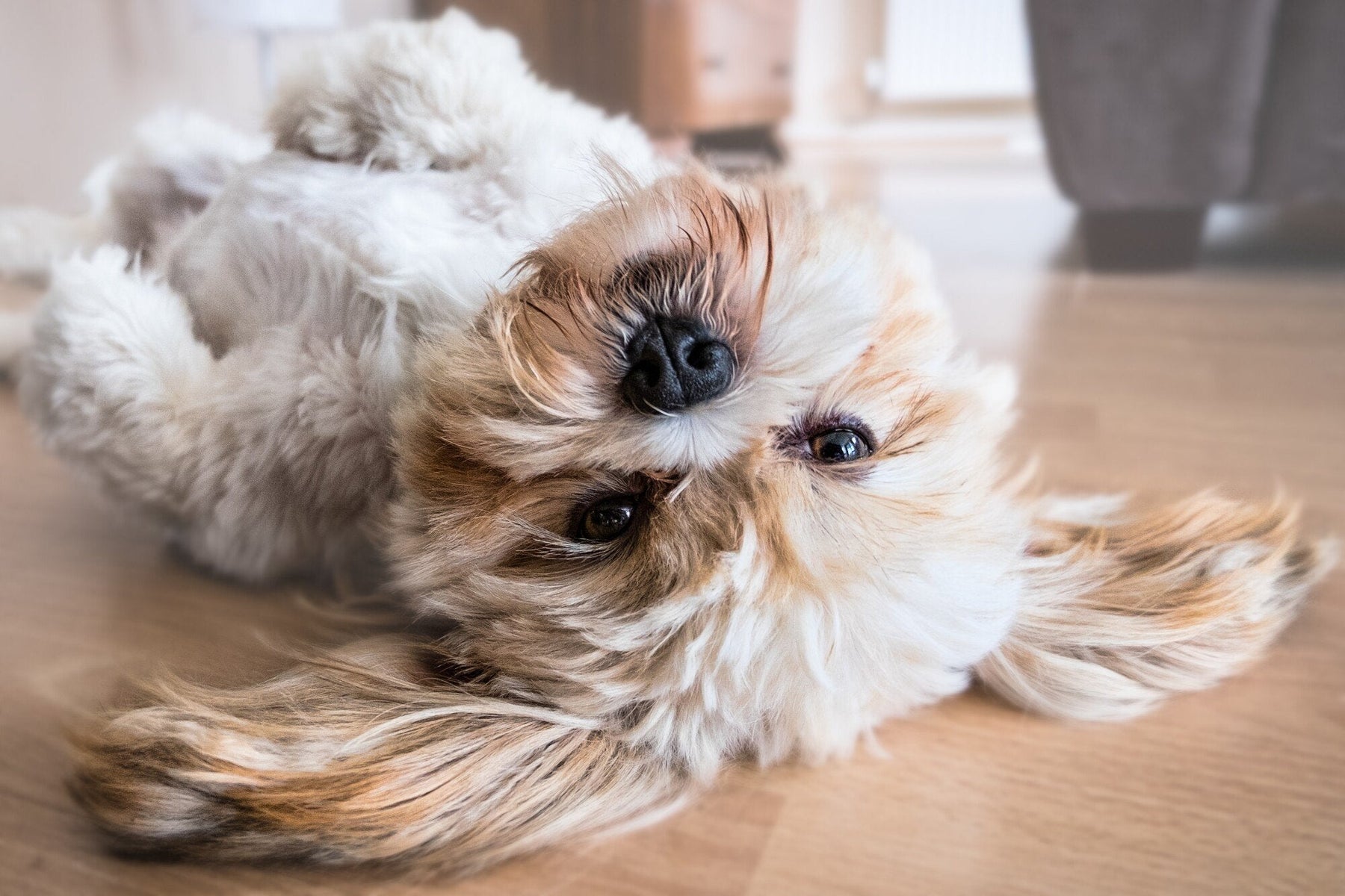 Dog resting indoors near a rural home entryway
