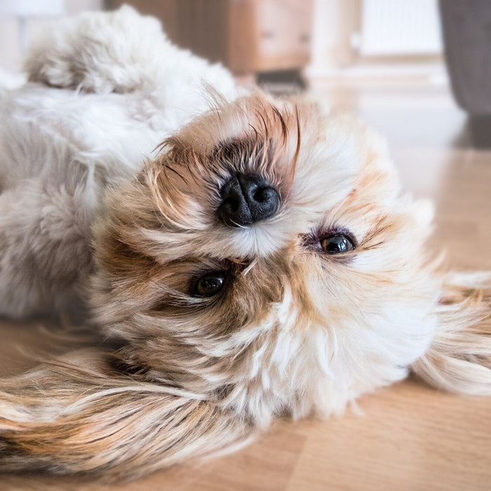 Dog resting indoors near a rural home entryway