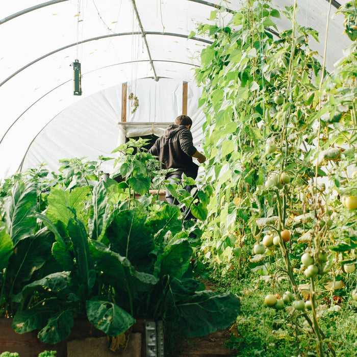 hoop house vs greenhouse