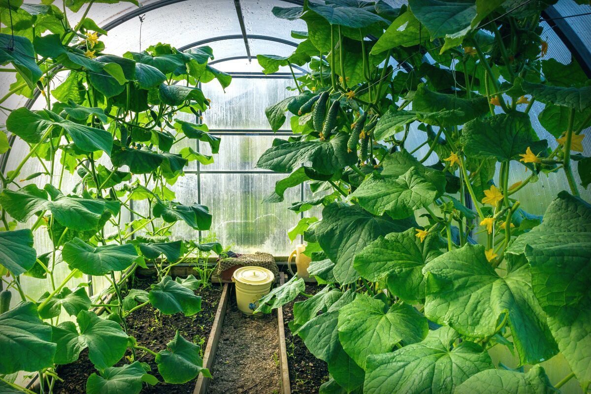 how to use a greenhouse