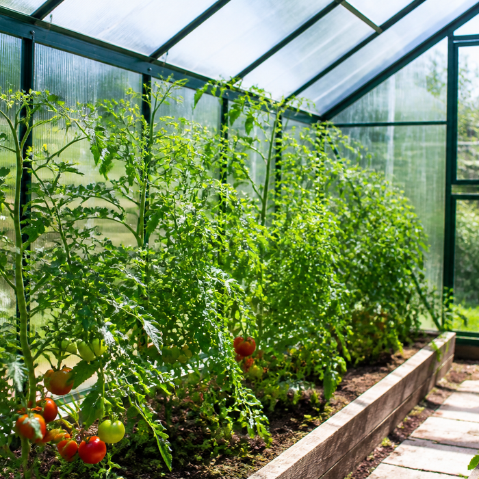 what does a greenhouse do for plants