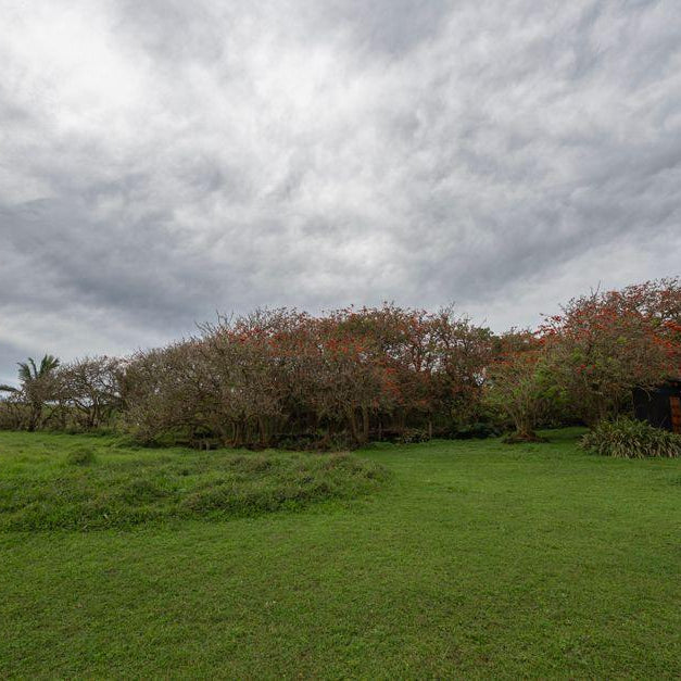 Open grassy property beneath an overcast sky