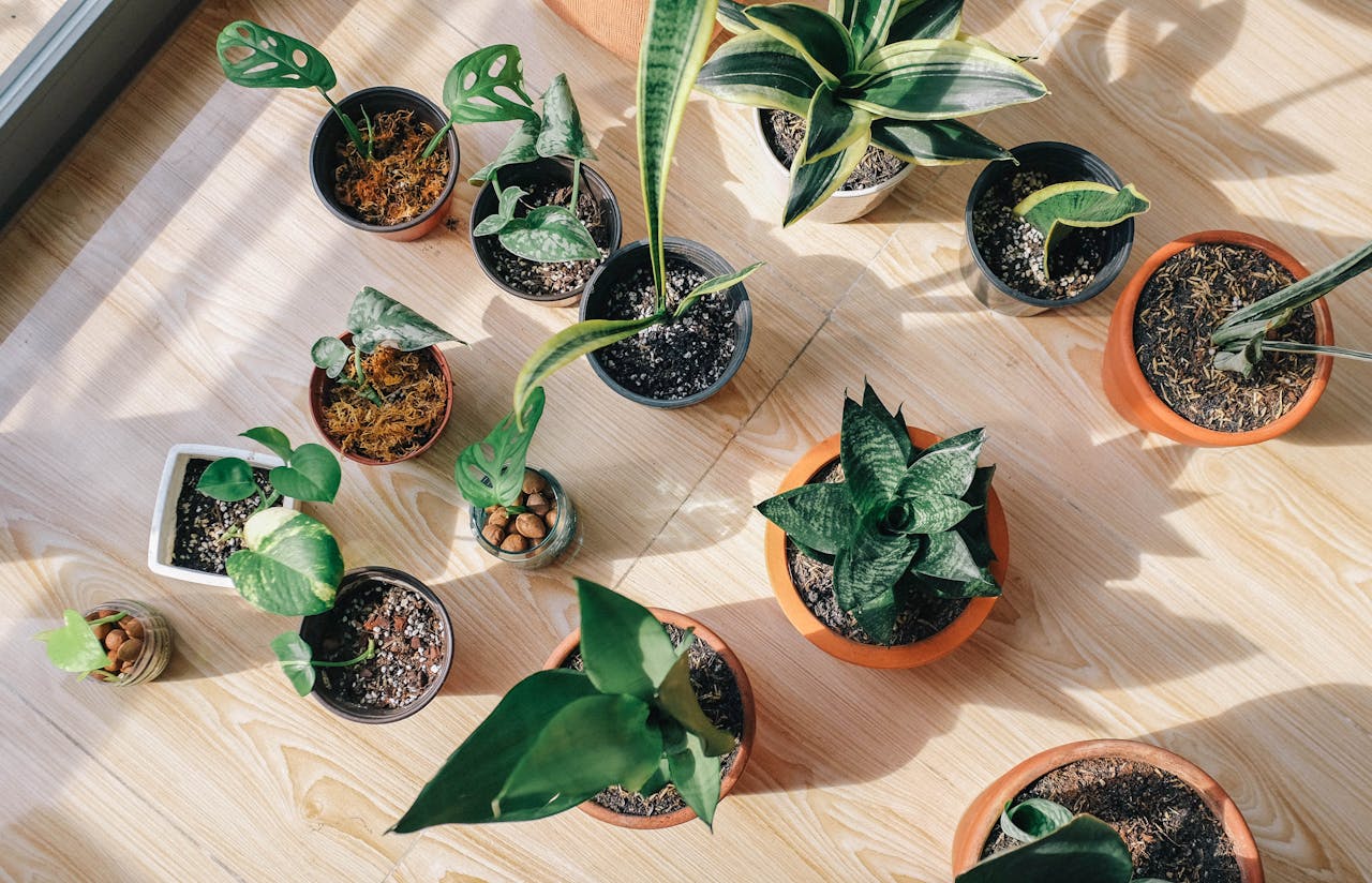 The Science Behind Indoor Plants and Better Cognitive Performance