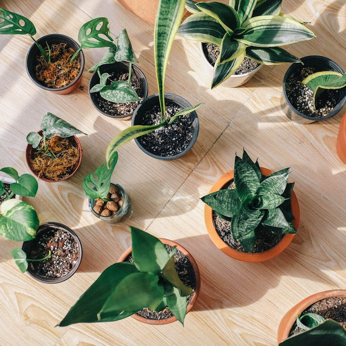 The Science Behind Indoor Plants and Better Cognitive Performance
