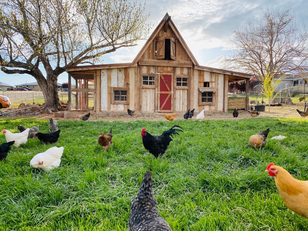 What Size Chicken Coop Do I Need? (Guide to Coop Capacity)