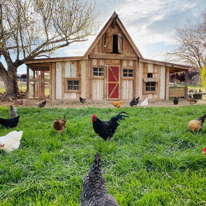 What Size Chicken Coop Do I Need? (Guide to Coop Capacity)