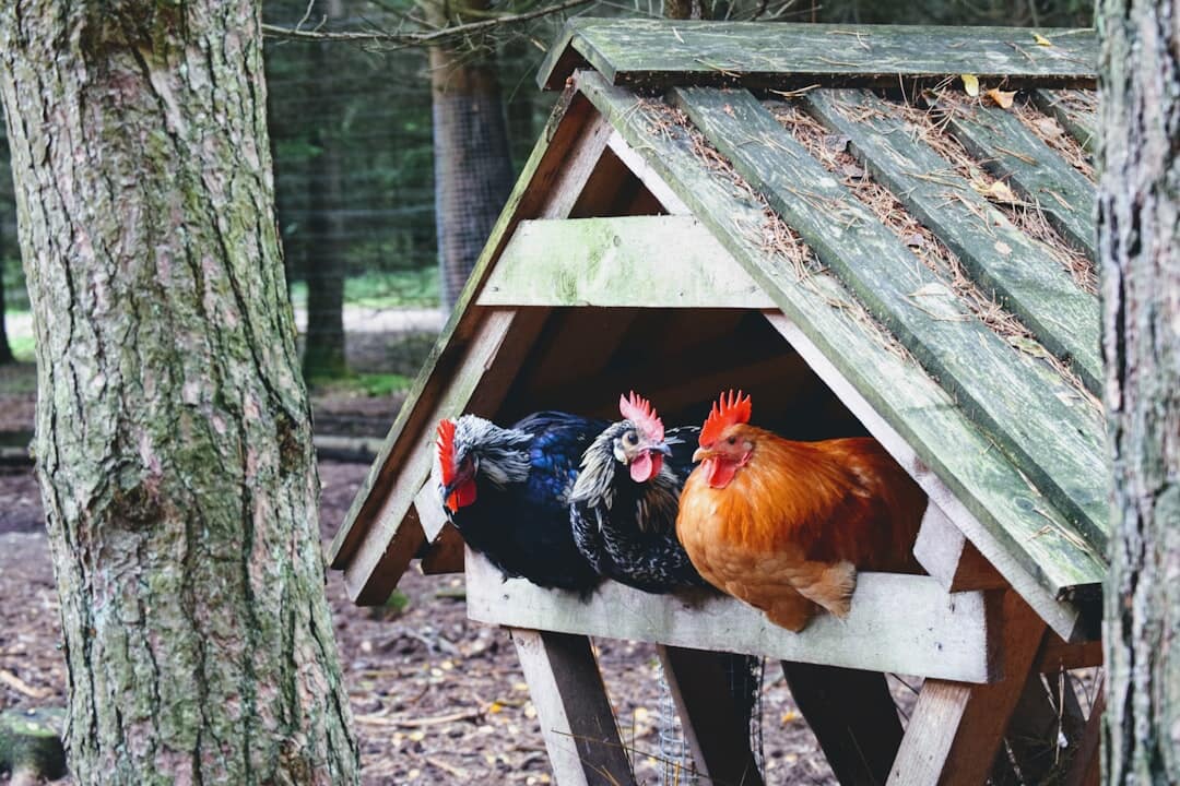Build vs. Buy a Chicken Coop: Weighing DIY Against Pre-Made Kits