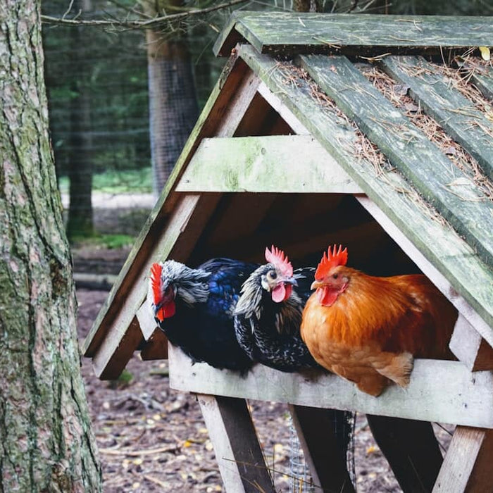 Build vs. Buy a Chicken Coop: Weighing DIY Against Pre-Made Kits