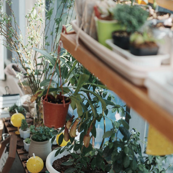Sunny urban balcony with potted plants and herbs