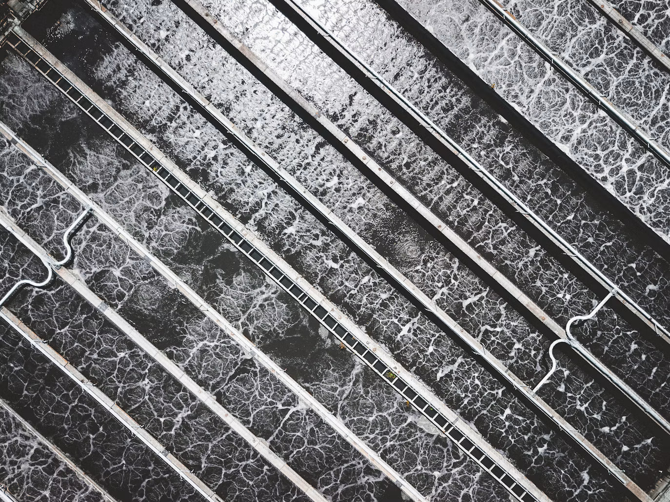 Root Intrusion in Sewer Lines: Warning Signs Homeowners Miss