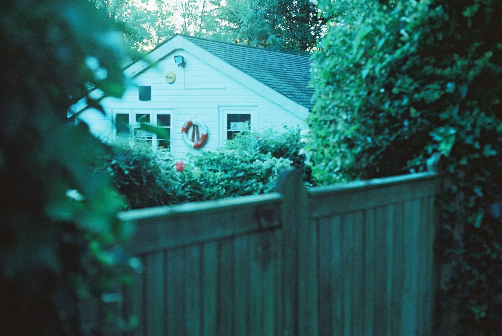 Essential Tree Care Strategies to Enhance Home Safety and Curb Appeal