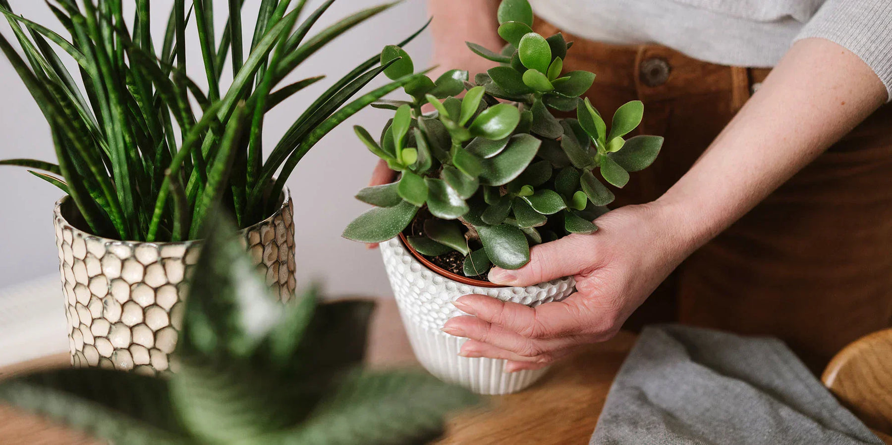 Identify Any Houseplant from a Photo