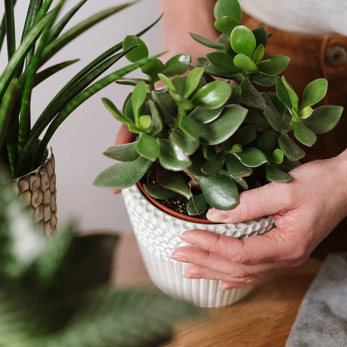 Identify Any Houseplant from a Photo
