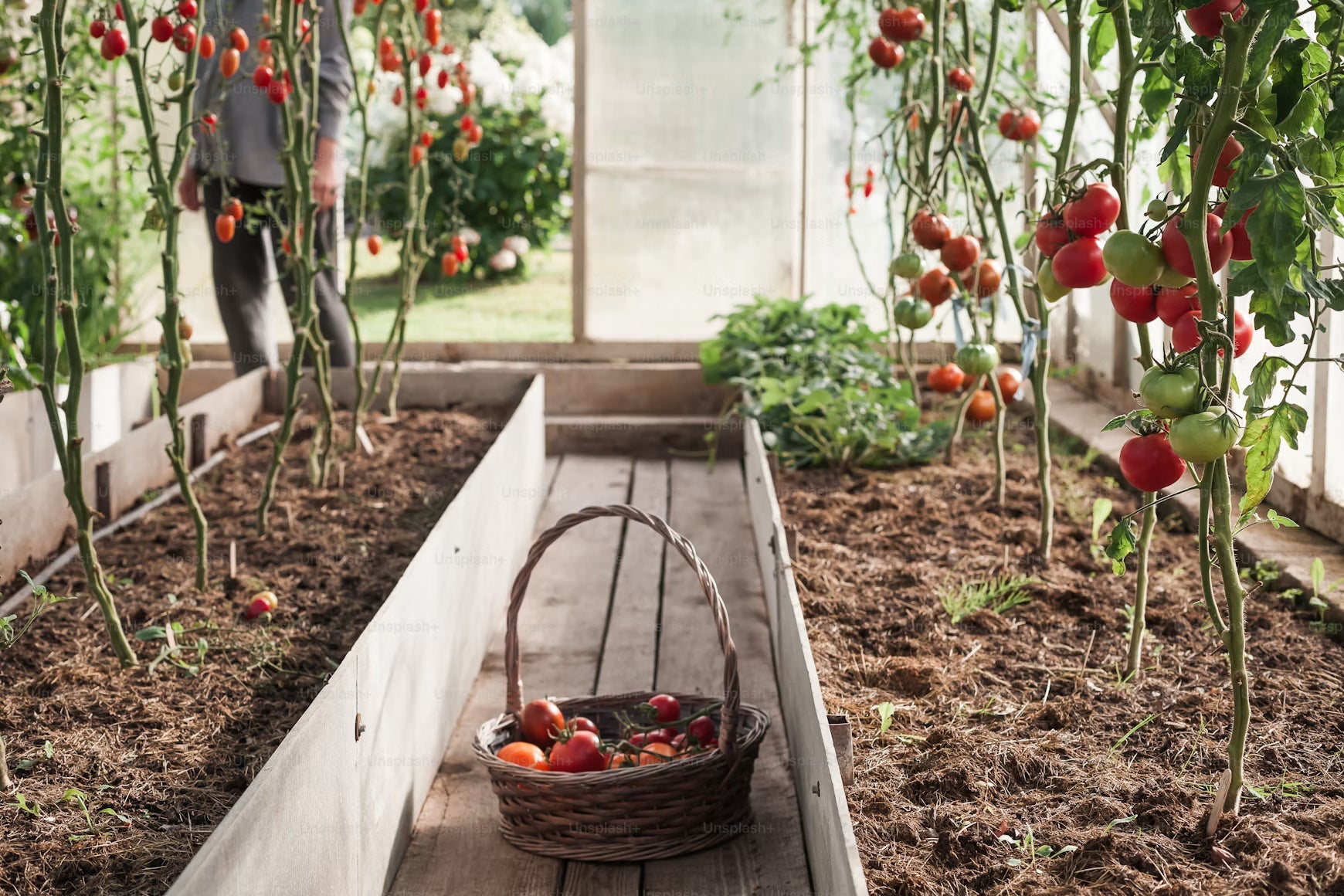 How to Choose Glass for a Backyard Greenhouse