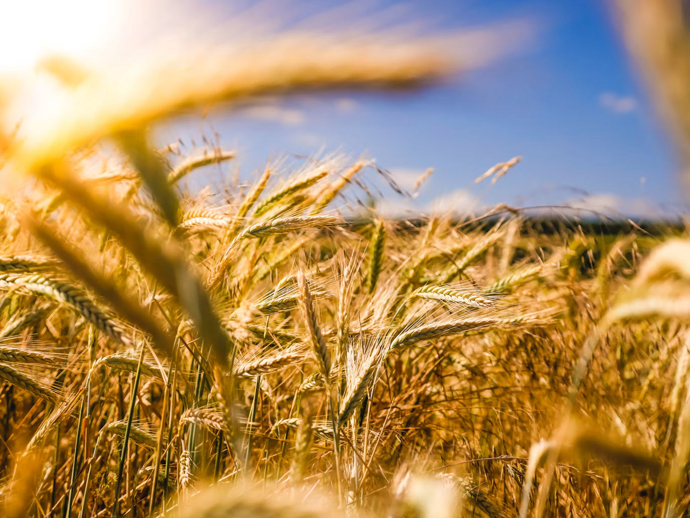 Ripe wheat heads growing in a sunlit field