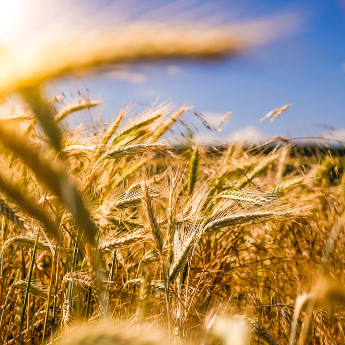 Ripe wheat heads growing in a sunlit field