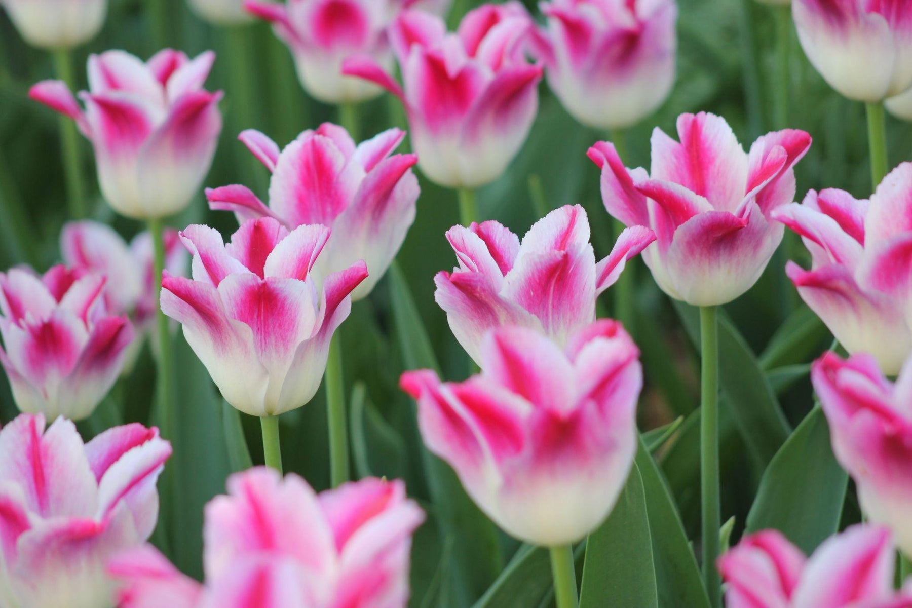 Pink and white tulips blooming in a garden