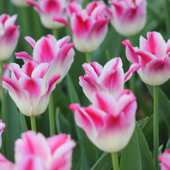 Pink and white tulips blooming in a garden