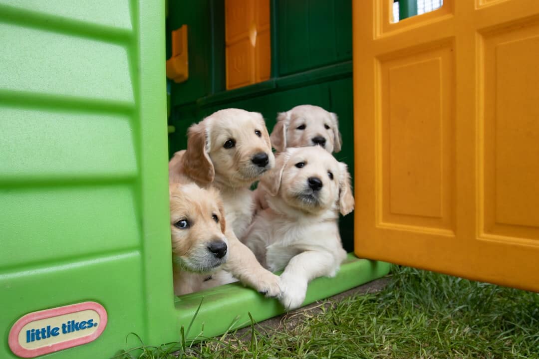 How Much Do Dog Kennels Cost? Price Guide