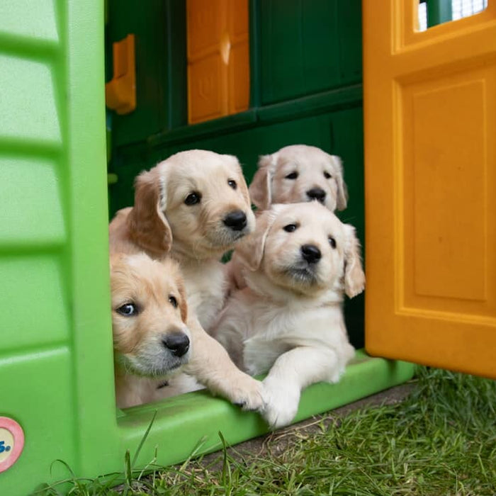 How Much Do Dog Kennels Cost? Price Guide