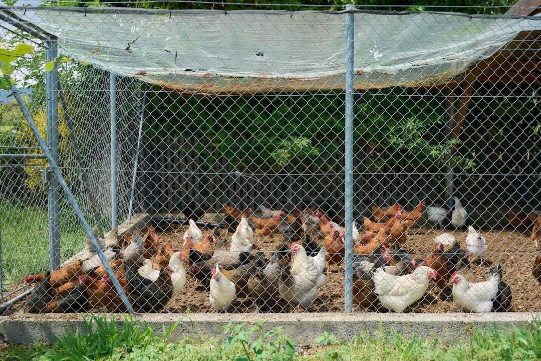 Chicken Tractor vs Stationary Coop: Which Is Right for You?